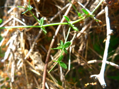 Galium nuttallii nuttallii