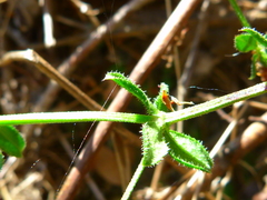 Galium nuttallii nuttallii
