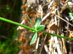 Galium nuttallii nuttallii