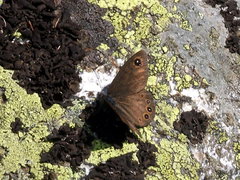 Lasiommata petropolitana