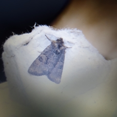 Oligia latruncula