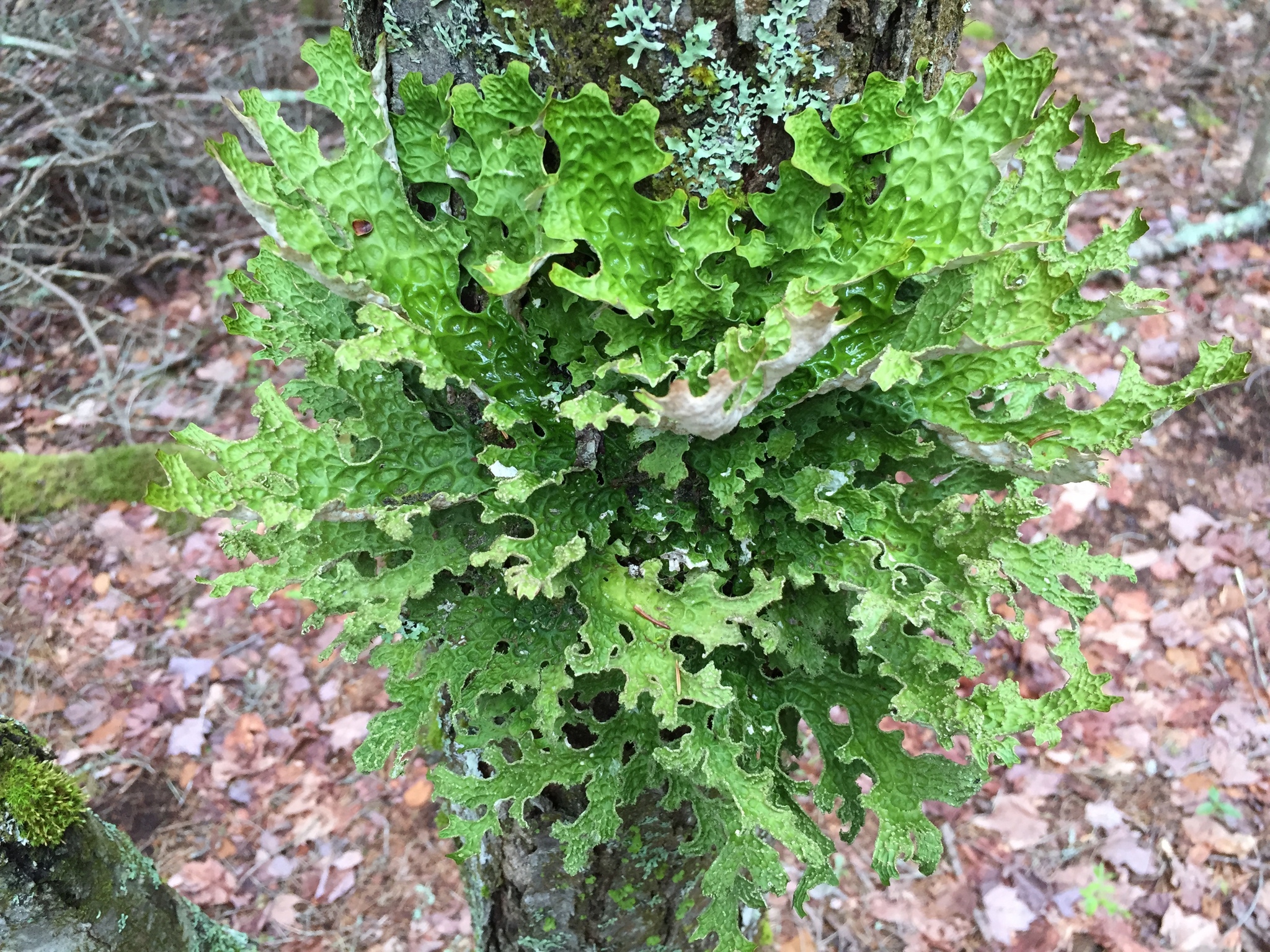Lobaria image