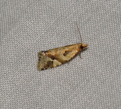 Euphona euphona