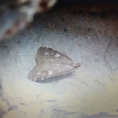 Udea olivalis