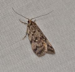 Barea codrella