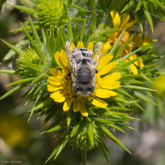 Anthophora curta