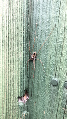 Platybunus pinetorum