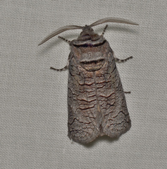 Culama suffusca
