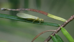 Sweltsa