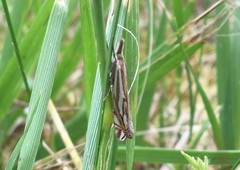 Crambus pratella