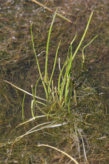 Triglochin scilloides