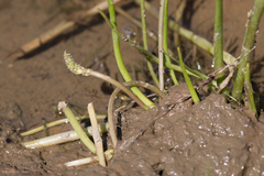 Triglochin scilloides