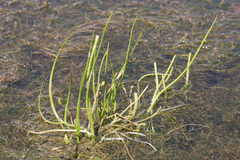 Triglochin scilloides