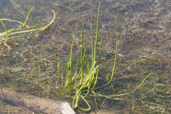 Triglochin scilloides