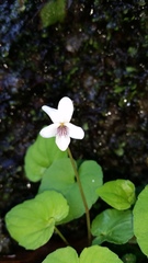 Viola minuscula