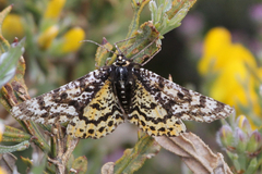 Eurranthis plummistaria