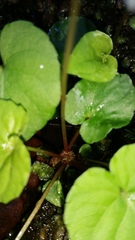 Viola minuscula