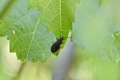 Catorhintha apicalis