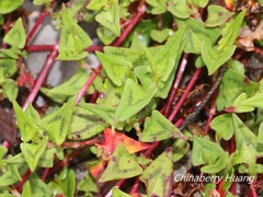 Persicaria runcinata