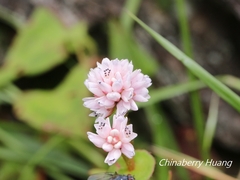 Persicaria runcinata