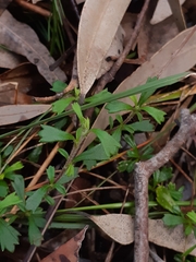 Xanthosia tridentata