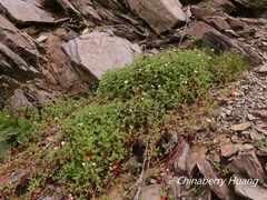 Persicaria runcinata
