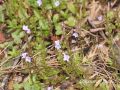 Veronica morrisonicola