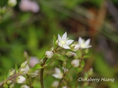 Swertia macrosperma