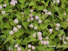 Persicaria runcinata