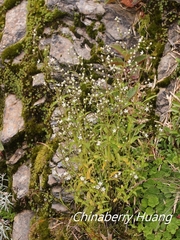 Swertia macrosperma