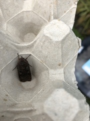 Noctua pronuba