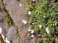 Cerastium morrisonense
