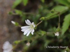 Cerastium morrisonense