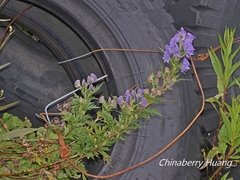 Aconitum fukutomei