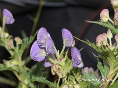 Aconitum fukutomei