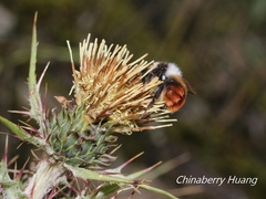 Bombus formosellus