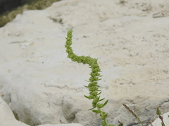 Beta vulgaris maritima