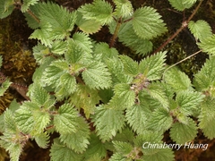 Urtica taiwaniana
