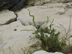 Beta vulgaris maritima