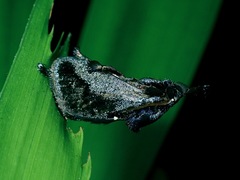 Hyphormides argentipunctata