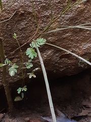 Acacia longissima