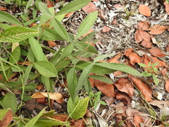 Flemingia parviflora