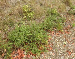 Flemingia parviflora