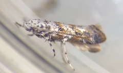 Cameraria hamadryadella