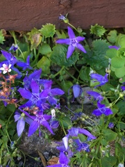 Campanula garganica