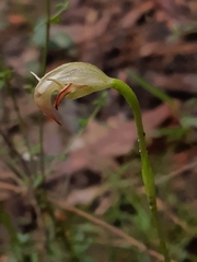 Pterostylis acuminata