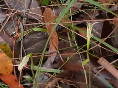 Pterostylis acuminata