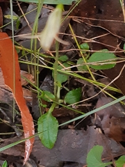 Pterostylis acuminata