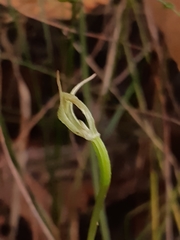 Pterostylis acuminata