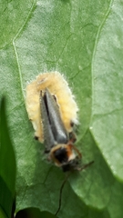 Entomophthoraceae